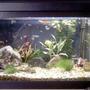 16 gallons freshwater fish tank (mostly fish and non-living decorations) - Guppy tank.