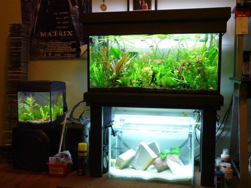 Rated #84: 36 Gallons Planted Tank - 3ft planted community
2ft cichlid fry grow out (Couple of electric yellows)
8 gallon planted shrimp tank