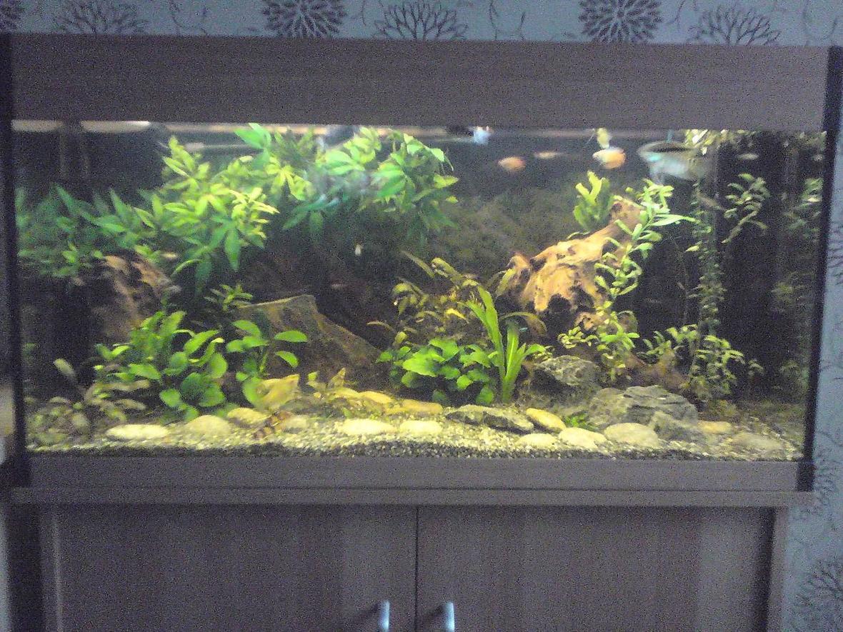 200 gallons freshwater fish tank (mostly fish and non-living decorations) - my tank as it is now. 6 months old. sorry about the poor picture quality!