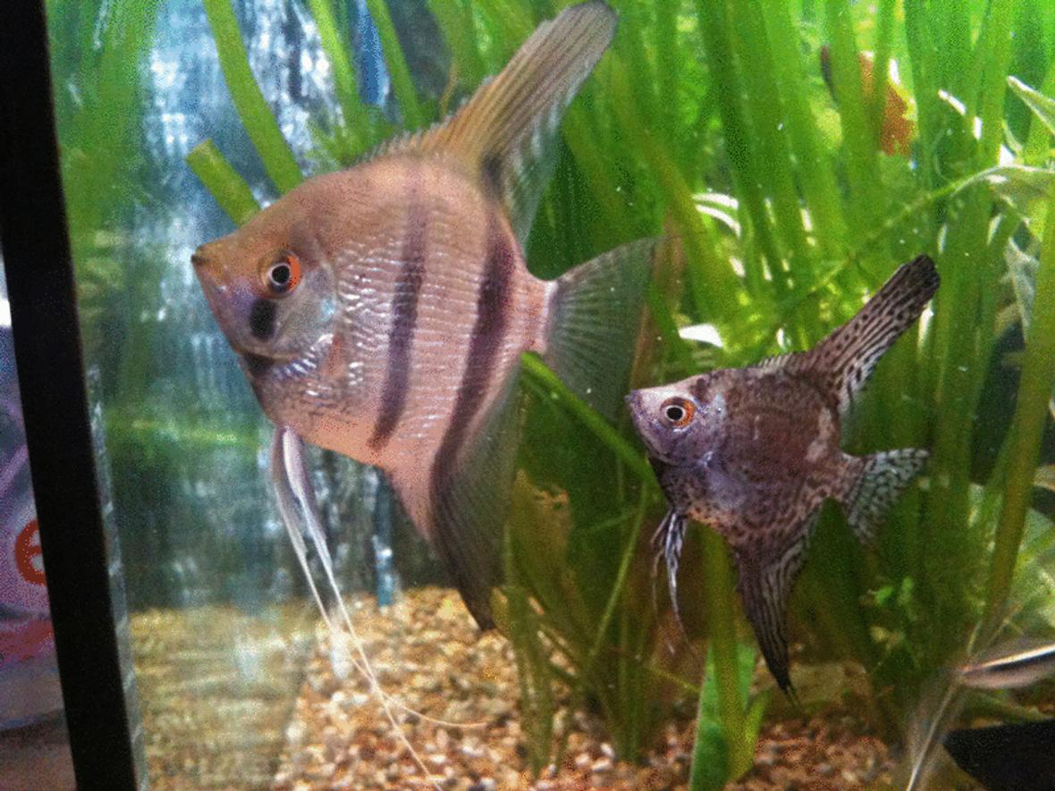 48 gallons freshwater fish tank (mostly fish and non-living decorations) - 2 of my Angels