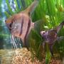 48 gallons freshwater fish tank (mostly fish and non-living decorations) - 2 of my Angels