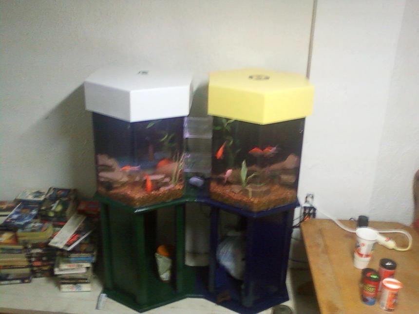 Rated #304: 70 Gallons Freshwater Fish Tank - twin 35's  U of M versus MSU, for some reason the seem seem to enjoy the Michigan side better.