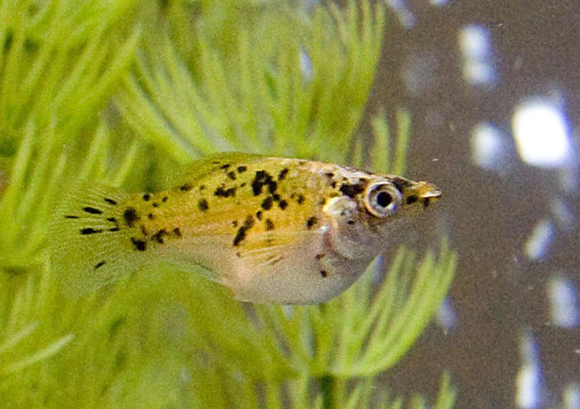 freshwater fish - poecilia latipinna - balloon molly stocking in 55 gallons tank - "Chunk" One of my Spotted Balloon Mollys