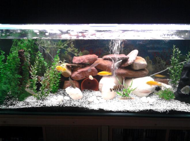 75 gallons freshwater fish tank (mostly fish and non-living decorations) - My new 75 gallon Tank with new decor and new gravel/crushed coral