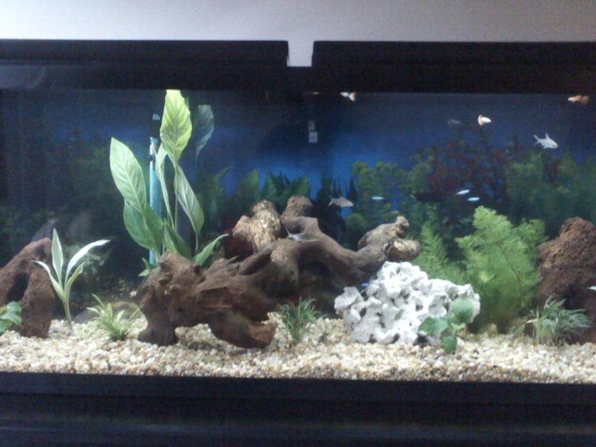 Rated #173: 55 Gallons Planted Tank - .....