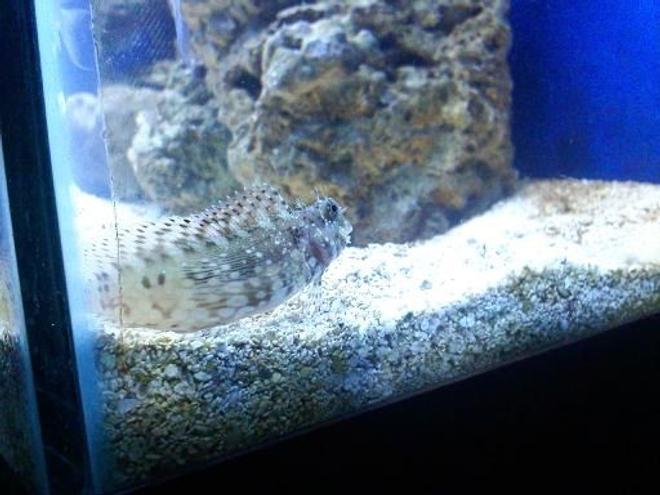 55 gallons saltwater fish tank (mostly fish, little/no live coral) - lawnmower blenny