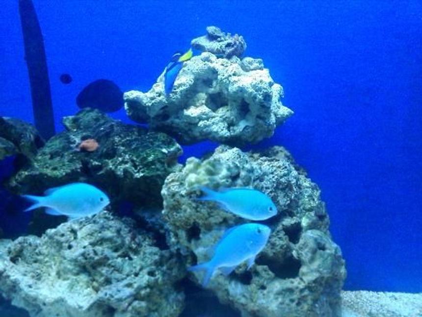 Rated #33: Saltwater Fish - Chromis Viridis - Green Reef Chromis Stocking In 55 Gallons Tank - my green chromis trio