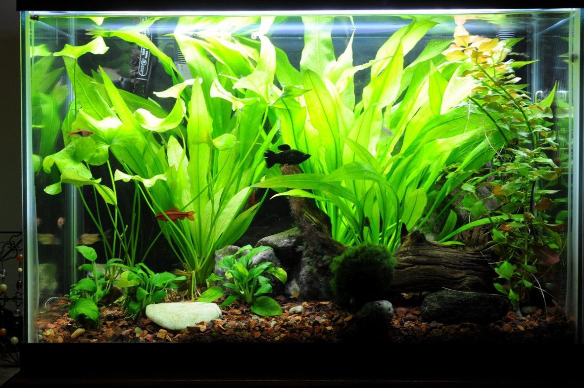 20 gallons planted tank (mostly live plants and fish) - tank as of 6/30/10