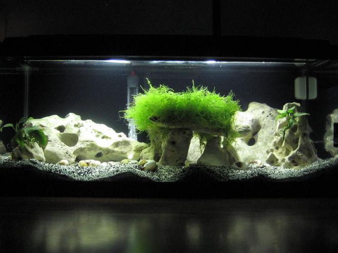 20 gallons planted tank (mostly live plants and fish) - 20G (long) Lake Tanganyika shell dweller tank