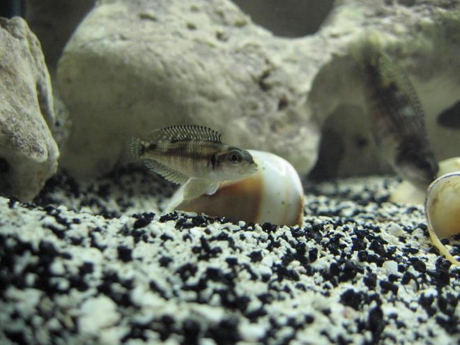 freshwater fish - lamprologus stappersi - pearly ocellatus stocking in 20 gallons tank - junior on guard