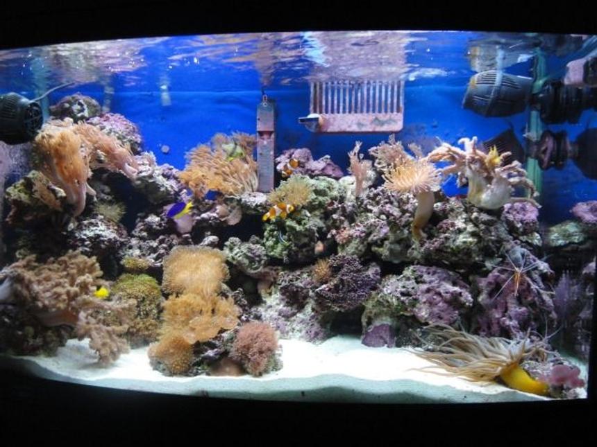 Rated #35: 39 Gallons Reef Tank - AQUAMARINE 900