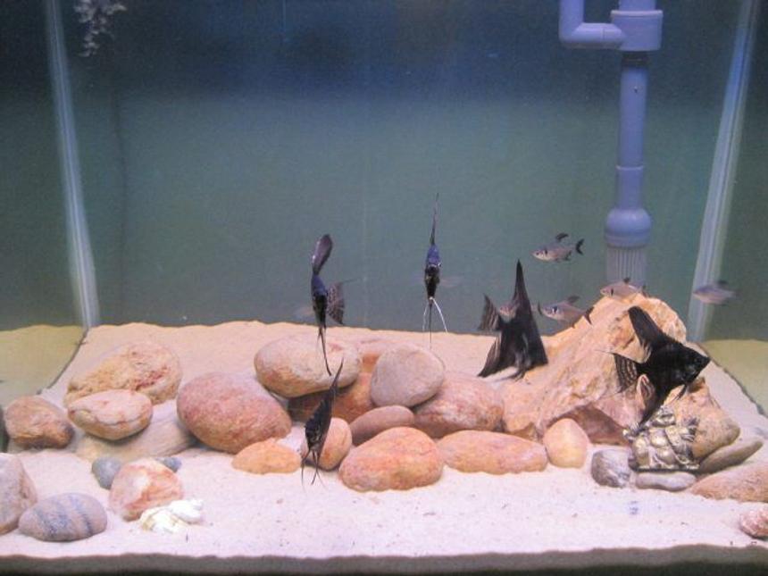 Rated #291: 40 Gallons Freshwater Fish Tank - 30 Gallon all glass tank with housing few black angles 2 different species of Tetra 1 cory cat fish and an apple snail.Nothing is expensive in this setup all the white sand and rocks are collected from a river nearby.I have all taken care of the filtration i am using a top filter which gives an output of 150 gallon per hour.I perform 20 % water change weekly .I feed the inhabitants blood worms and tetra mini bits.