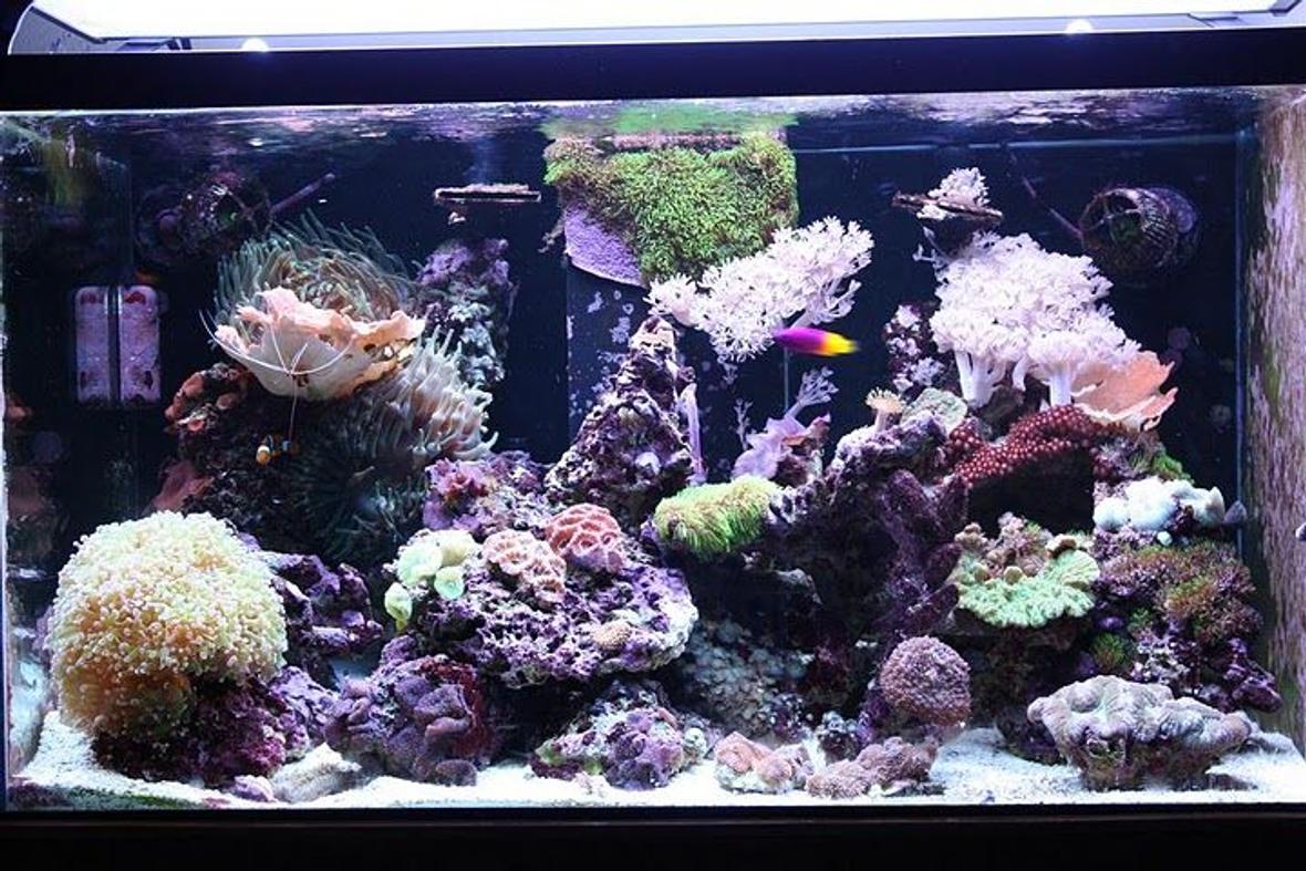 62 gallons reef tank (mostly live coral and fish) - 62 gallon mixed reef