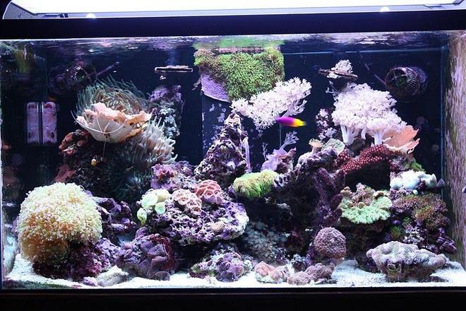 62 gallons reef tank (mostly live coral and fish) - 62 gallon mixed reef