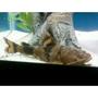freshwater fish - oxyeleotris marmorata - marble goby stocking in 29 gallons tank