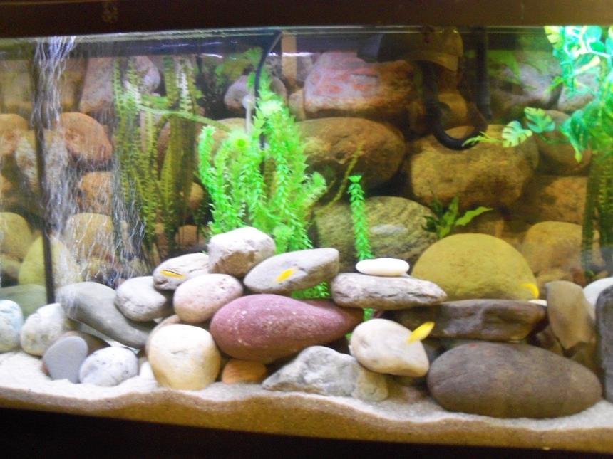 Rated #171: 55 Gallons Freshwater Fish Tank - All cichlids 5 yellow Labs and 3  Melanochromis auratus, , sand, about 30 or so river rocks a few fake plants