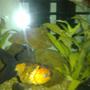 freshwater fish - carassius auratus - goldfish stocking in 250 gallons tank - my friends