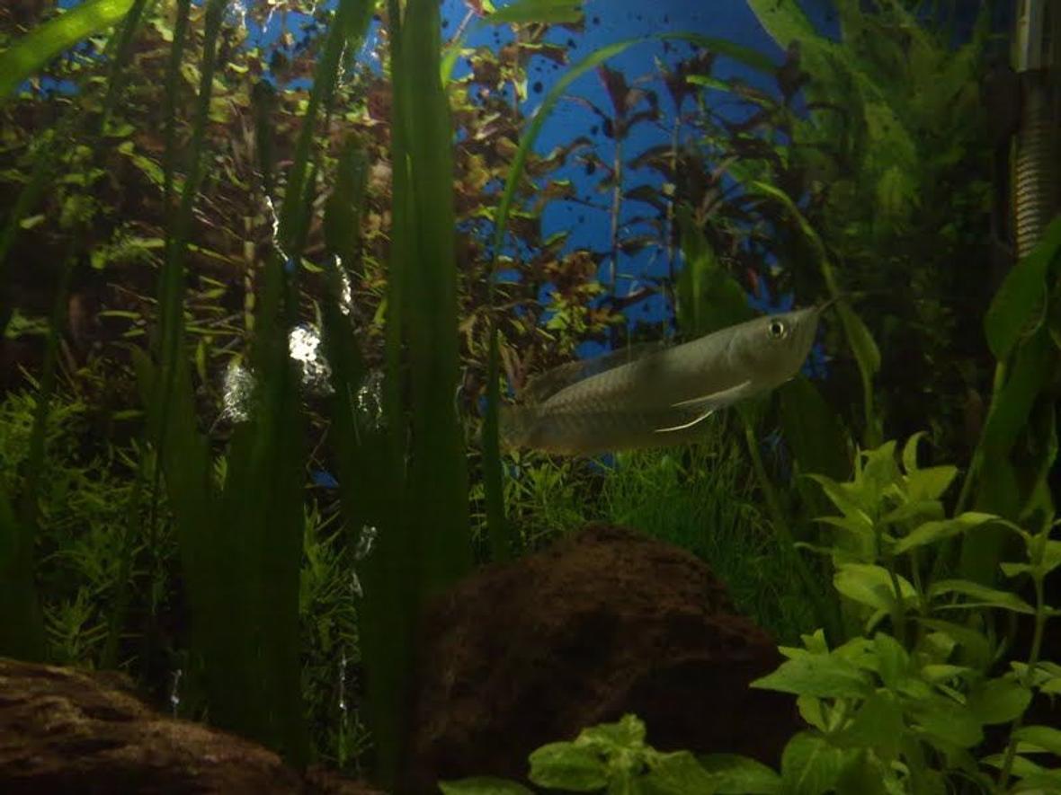 freshwater fish - osteoglossum bicirrhosum - silver arowana stocking in 250 gallons tank - arowana