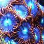 corals inverts - blow torch zoanthids stocking in 46 gallons tank - Blow Torch Zoanthids