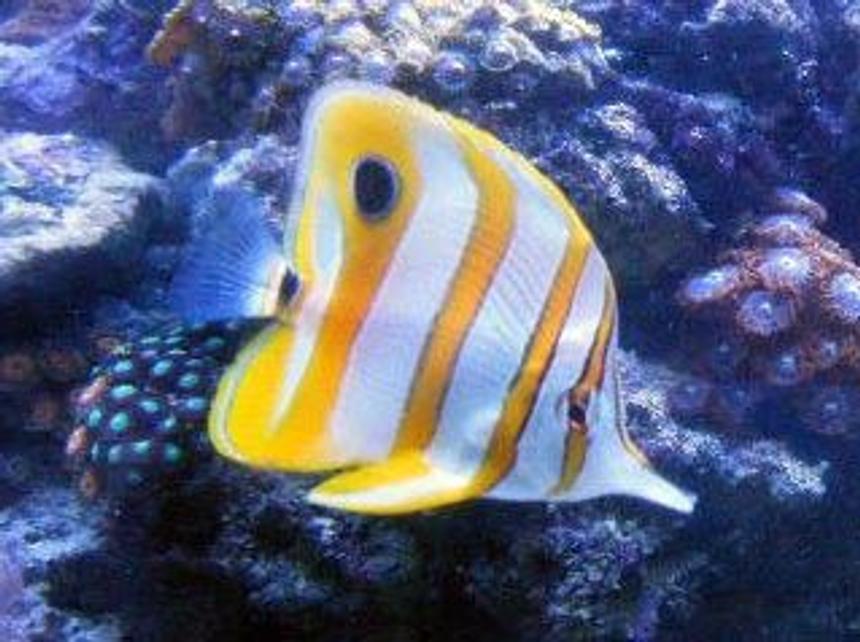 Rated #15: Saltwater Fish - Chelmon Rostratus - Copperband Butterflyfish Stocking In 46 Gallons Tank - Copperband Butterflyfish