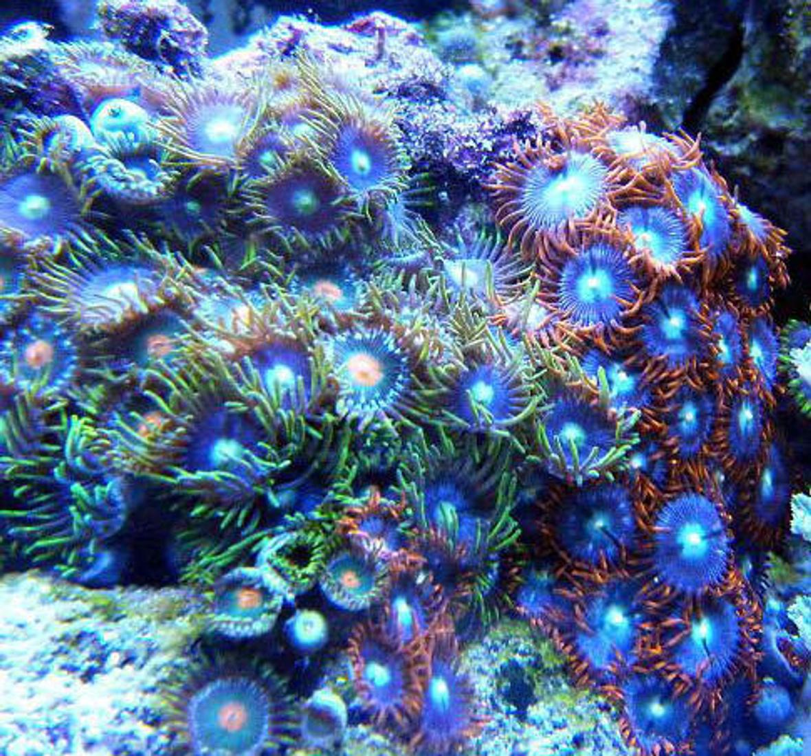corals inverts - zoanthus sp. - colony polyp, fire & ice stocking in 46 gallons tank - Mixed Zoanthids