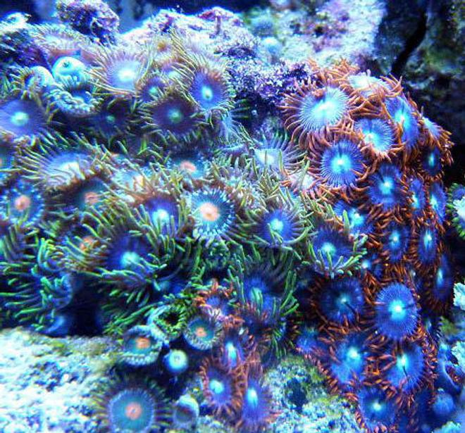 corals inverts - zoanthus sp. - colony polyp, fire & ice stocking in 46 gallons tank - Mixed Zoanthids