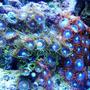 corals inverts - zoanthus sp. - colony polyp, fire & ice stocking in 46 gallons tank - Mixed Zoanthids