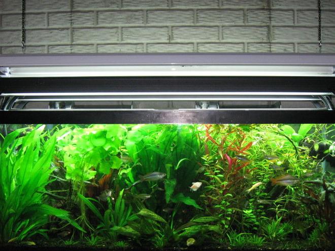 75 gallons planted tank (mostly live plants and fish) - 75 gallon planted aquarium.
Co2 being used in the aquarium.

Help those in our hobby to exceed beyond there expectations.