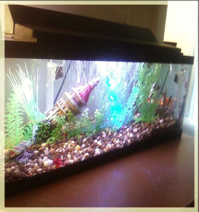 20 gallons freshwater fish tank (mostly fish and non-living decorations) - 20 gallon