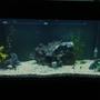 90 gallons freshwater fish tank (mostly fish and non-living decorations) - This is my fishtank. Tell me what you think.
