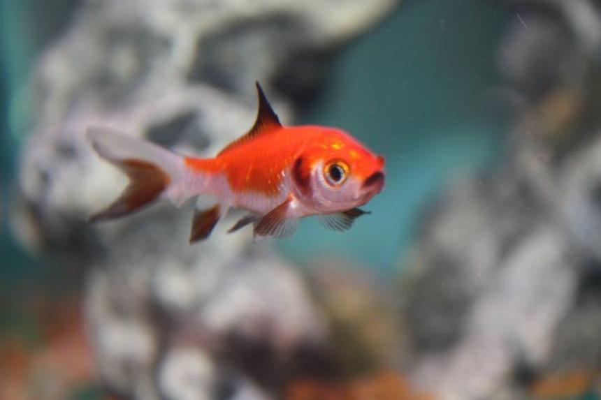 Rated #59: Freshwater Fish - Carassius Auratus - Goldfish Stocking In 125 Gallons Tank - Random Picture In My Tank