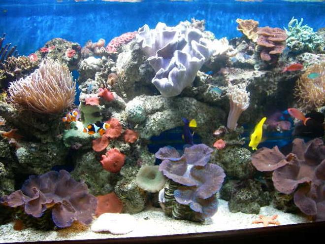 1 gallon reef tank (mostly live coral and fish) - My old tank