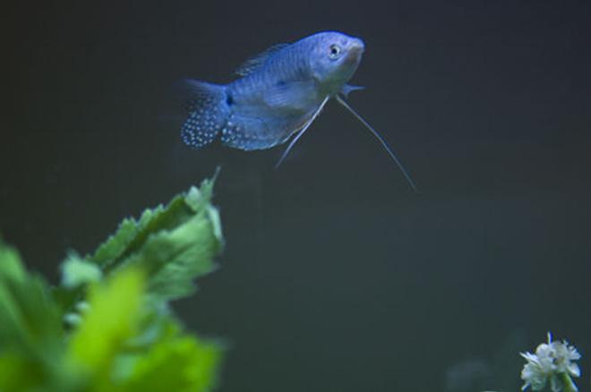 freshwater fish - trichogaster trichopterus - blue gourami stocking in 55 gallons tank - **One of my new additions to the tank--Blue Grommie