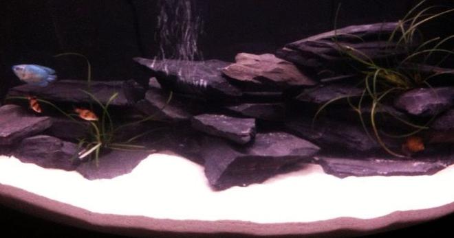 26 gallons freshwater fish tank (mostly fish and non-living decorations) - just getting started, it's in a slow process :)