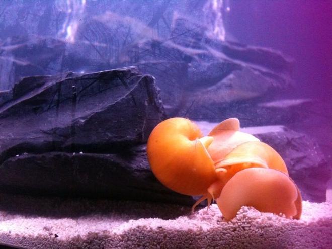 corals inverts - pomacea bridgesii - mystery snail stocking in 26 gallons tank - Two mystery snails mating.