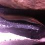 freshwater fish - macrognathus siamensis - peacock eel stocking in 26 gallons tank - Peacock Eel
