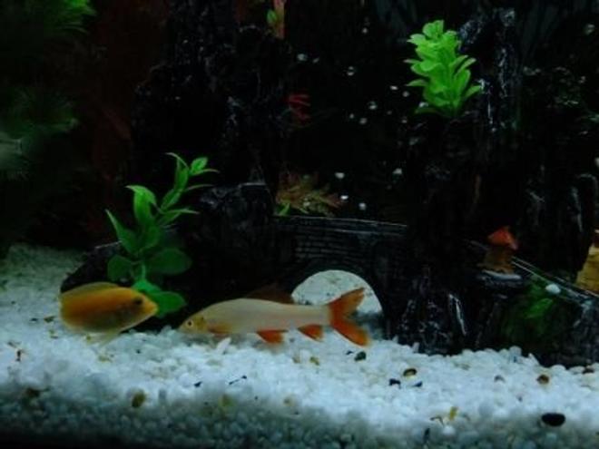 freshwater fish - epalzeorhynchos frenatus - albino rainbow shark stocking in 100 gallons tank - Albino Shark