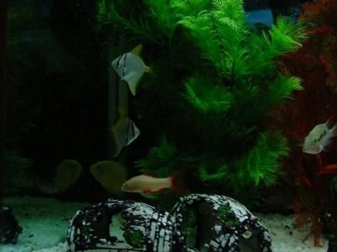 freshwater fish - monodactylus argenteus - mono stocking in 100 gallons tank - Silver Moony