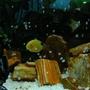 freshwater fish - heros serverus - gold severum stocking in 100 gallons tank