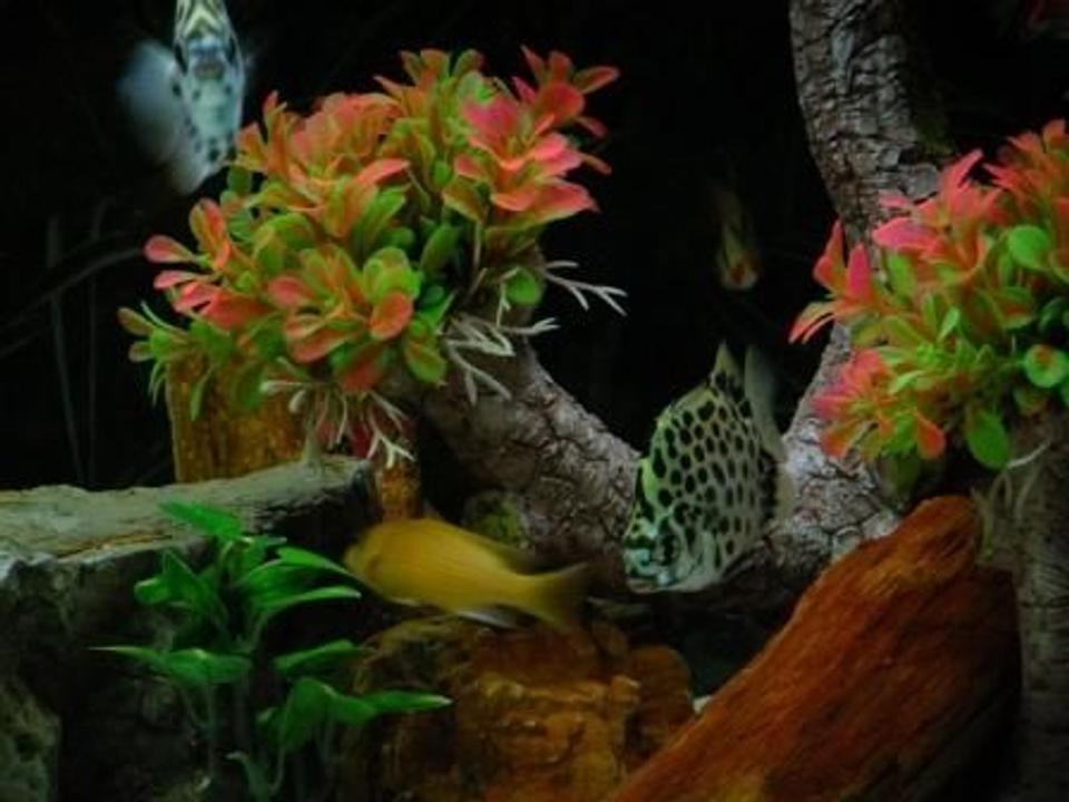freshwater fish - scatophagus argus - spotted scat stocking in 100 gallons tank - Spotted Scat Fish
