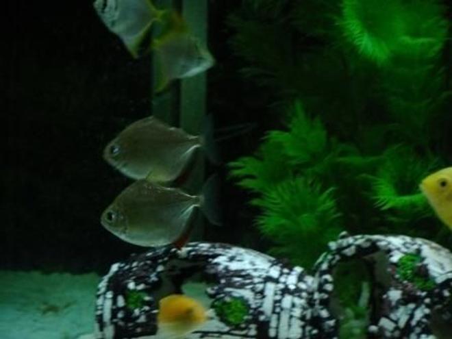 freshwater fish - metynnis argenteus - silver dollar stocking in 100 gallons tank - Silver Dollars