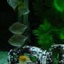 freshwater fish - metynnis argenteus - silver dollar stocking in 100 gallons tank - Silver Dollars