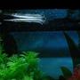 freshwater fish - lepisosteus oculatus - spotted gar stocking in 100 gallons tank - The Spotted Gar