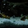 freshwater fish - puntius tetrazona - tiger barb stocking in 100 gallons tank - Tiger Barb with the Frontosa