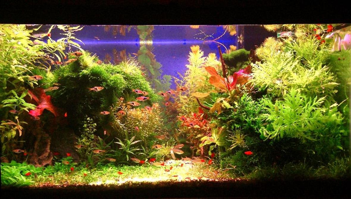 50 gallons planted tank (mostly live plants and fish) - Wet, Sweat and Blood