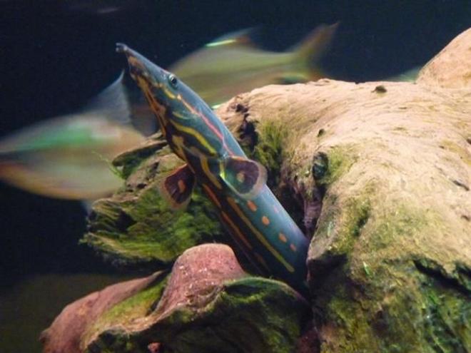 freshwater fish - mastacembelus erythrotaenia - fire eel stocking in 200 gallons tank - Fire Eel