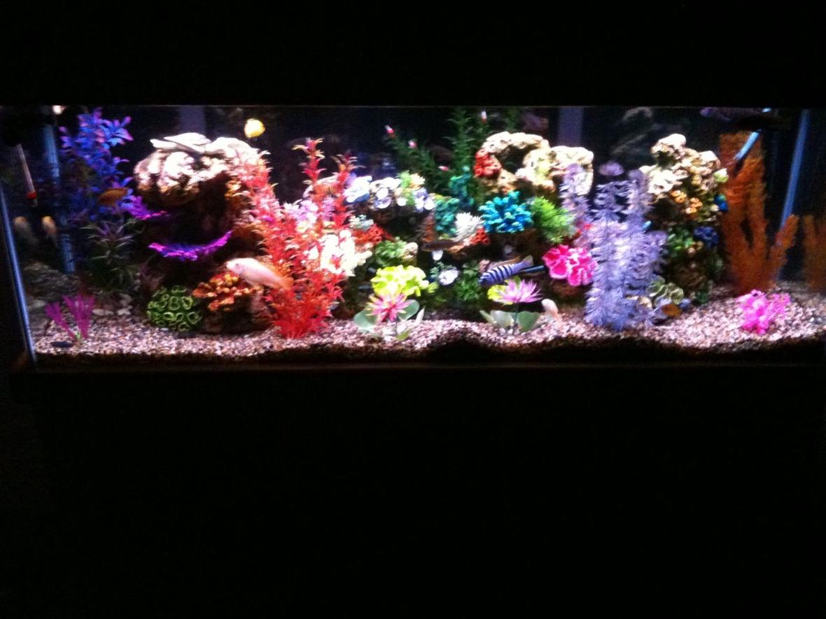 55 gallons freshwater fish tank (mostly fish and non-living decorations) - 55 GALLON