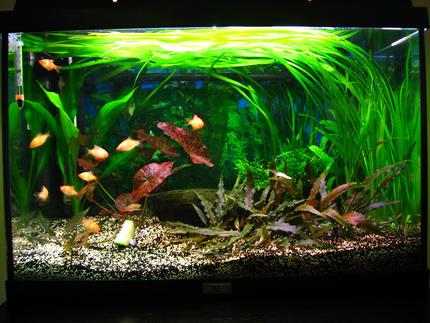 18 gallons planted tank (mostly live plants and fish) - About 1 year old tank. 
Courgette is for food, not a plant :-D