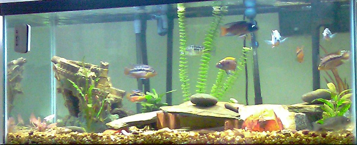 75 gallons freshwater fish tank (mostly fish and non-living decorations) - my tank