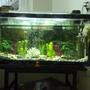 40 gallons freshwater fish tank (mostly fish and non-living decorations) - uuuuu